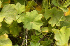 Alchemilla tichomirovii