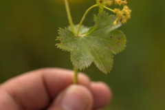 Alchemilla tichomirovii