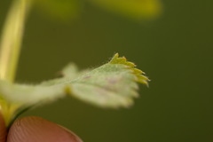 Alchemilla tichomirovii