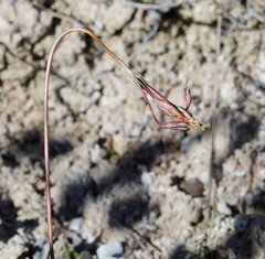Primula egaliksensis