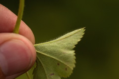 Alchemilla tichomirovii