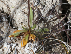 Primula egaliksensis