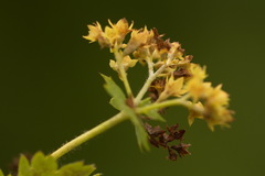 Alchemilla tichomirovii