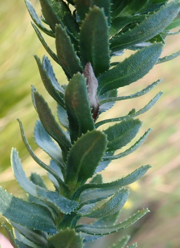 Image of Ursinia serrata by (c) Nicola van Berkel, some rights reserved (CC BY-SA)