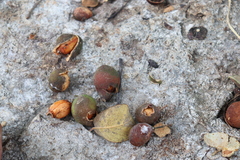 Melicoccus oliviformis