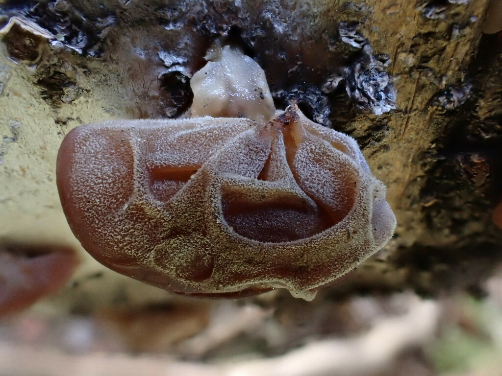 Wood ear fungi from Ward, CO, USA on July 21, 2022 at 0443 PM by Liz W