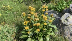 Gentiana