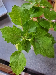 Physalis cinerascens spathulifolia