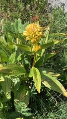 Gentiana
