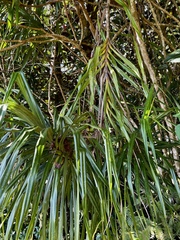 Freycinetia arborea