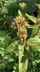 Gentiana