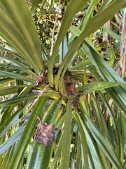Freycinetia arborea