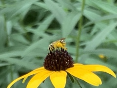 Halictus ligatus