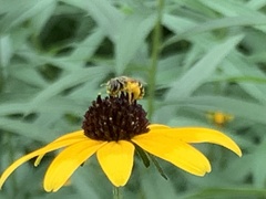 Halictus ligatus
