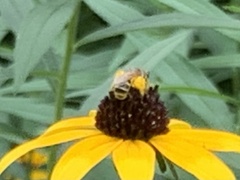 Halictus ligatus