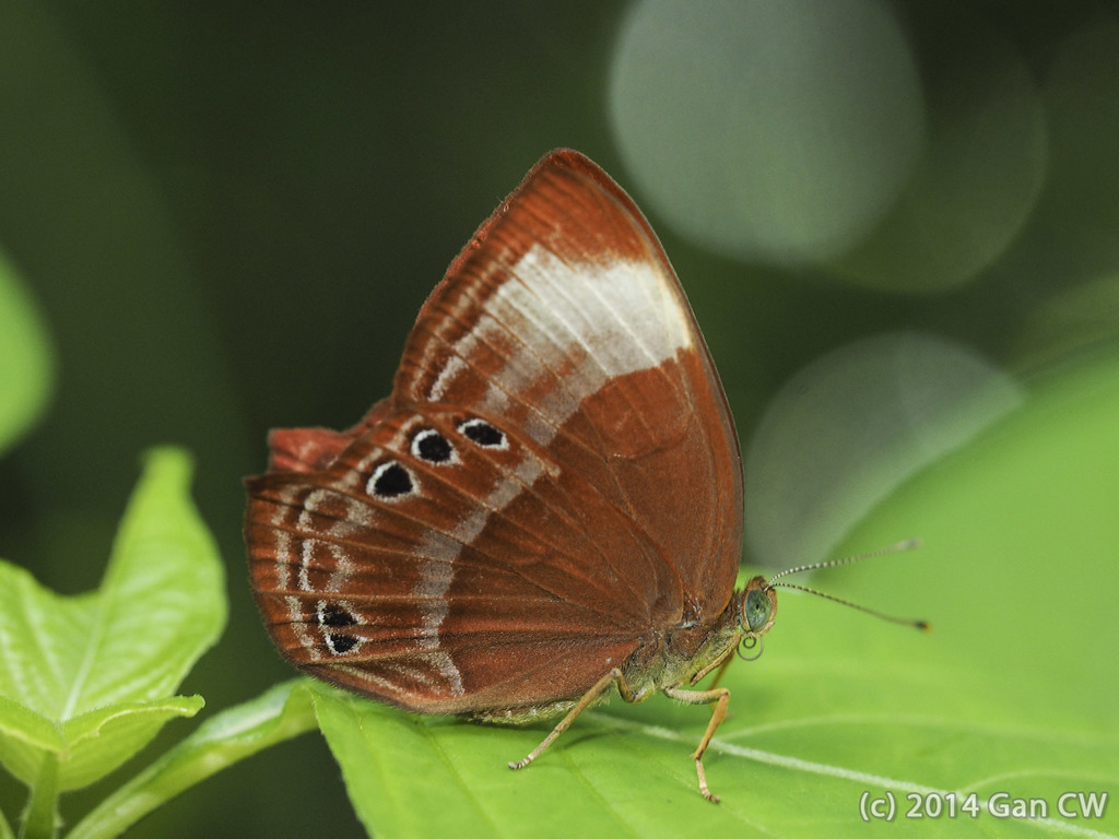 Malayan Plum Judy