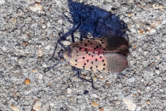 Lycorma delicatula