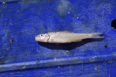 Percopsis omiscomaycus