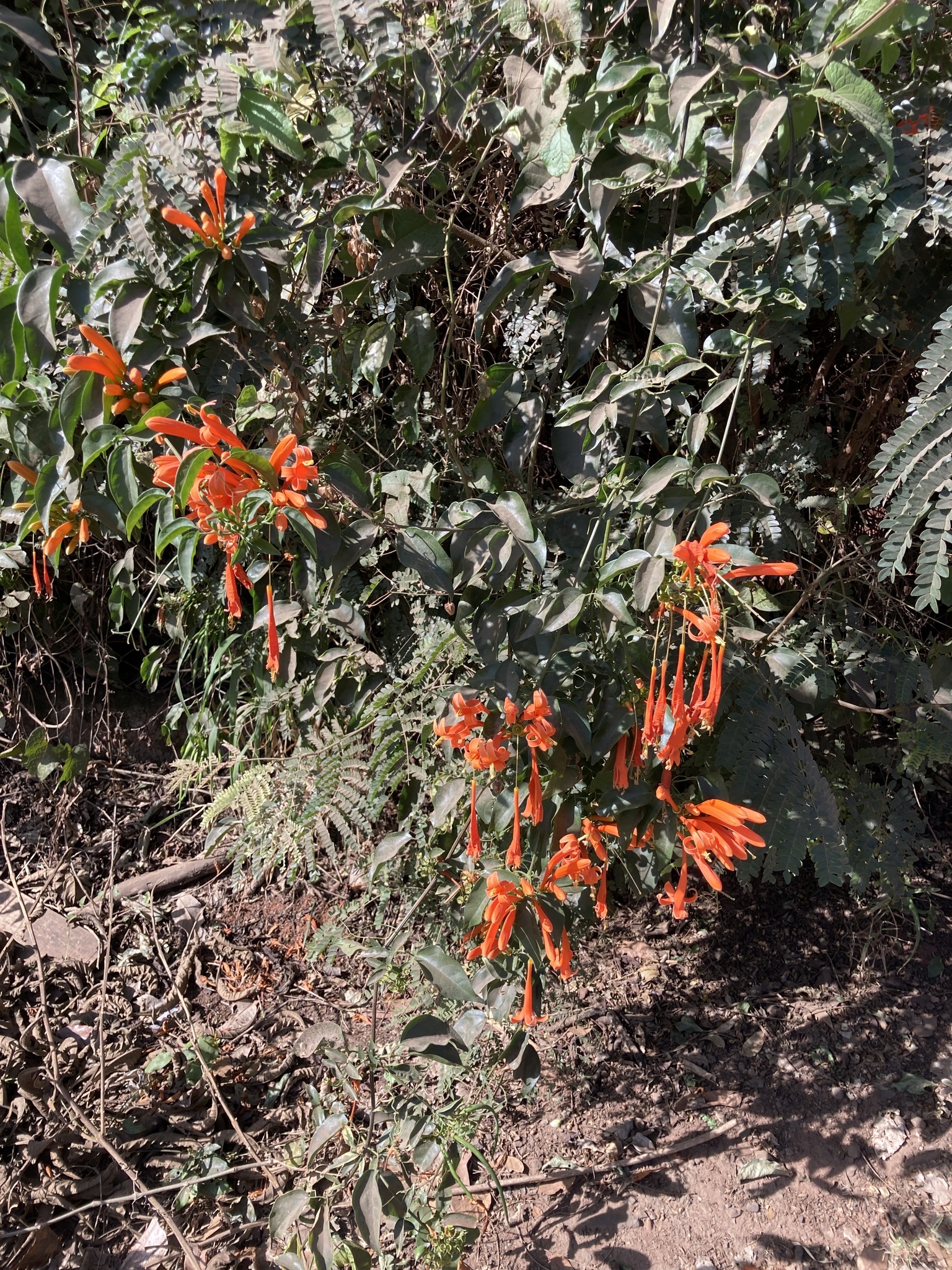 Pyrostegia venusta