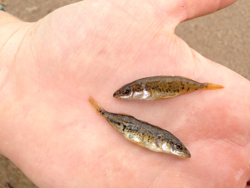 Épinoche tachetée (Poissons d'eau douce du Québec ) · iNaturalist