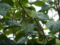 Fiji Crested Iguana photo 3