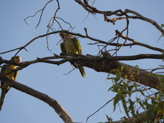 Myiopsitta monachus
