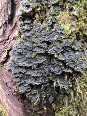 Fuscopannaria praetermissa