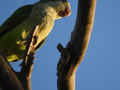 Myiopsitta monachus