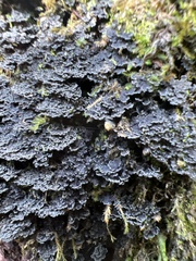 Fuscopannaria praetermissa