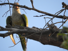 Myiopsitta monachus