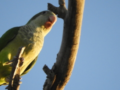 Myiopsitta monachus