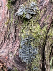 Fuscopannaria praetermissa