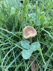 Marasmius maximus