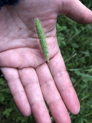 Phleum pratense