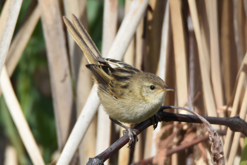 Little Grassbird photo