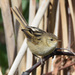 Little Grassbird - Photo (c) Peter and Shelly, some rights reserved (CC BY-NC), uploaded by Peter and Shelly