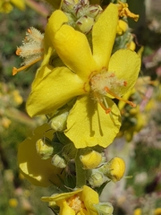 Verbascum abieticola