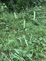 Phleum pratense