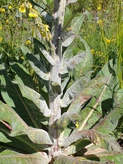 Verbascum abieticola