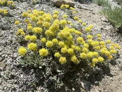 Eriogonum rosense
