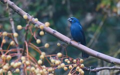 Cyanoloxia brissonii