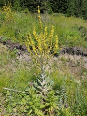 Verbascum abieticola