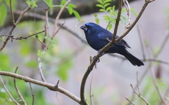 Cyanoloxia brissonii