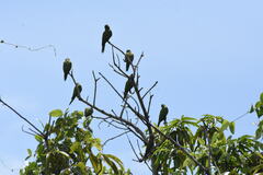 Eupsittula canicularis clarae