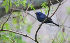 Cyanoloxia brissonii