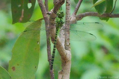 Coryphaeschna viriditas