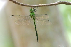 Coryphaeschna viriditas
