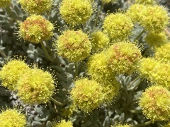 Eriogonum rosense