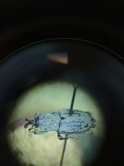 Sphenophorus callosus