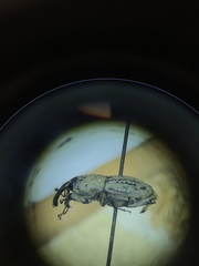 Sphenophorus callosus